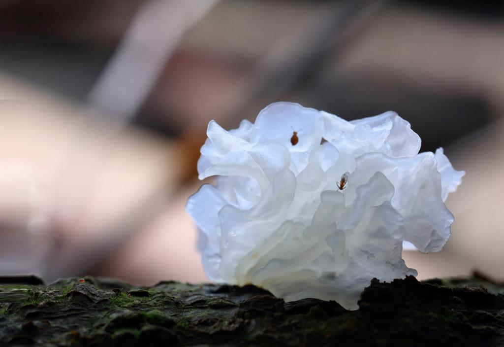 福建古田大桥镇：从湖水到太空，“银耳之乡”的创新跃升